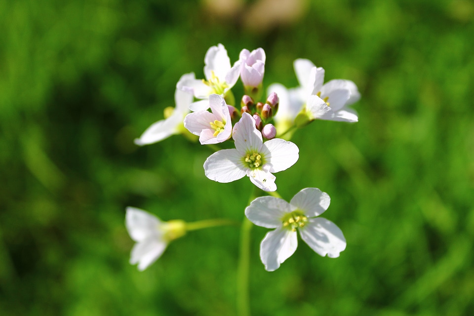 Wildflower flowers spring