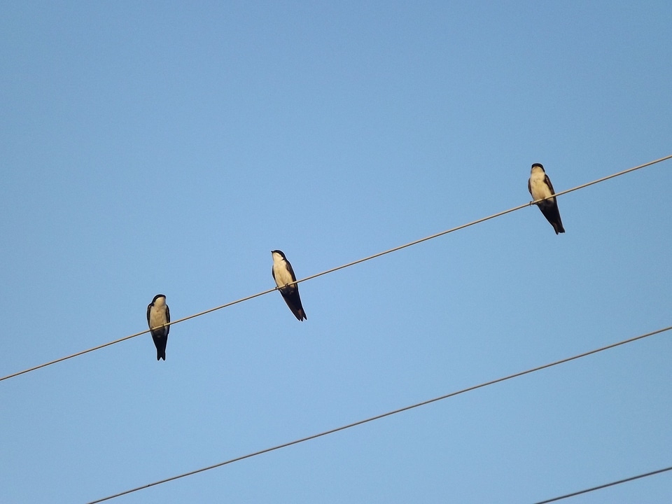 Birdie bird swallows