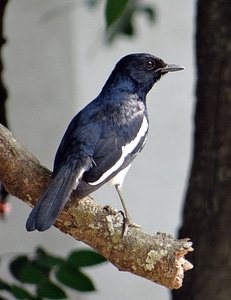 Singing bird oriental magpie-robin male photo