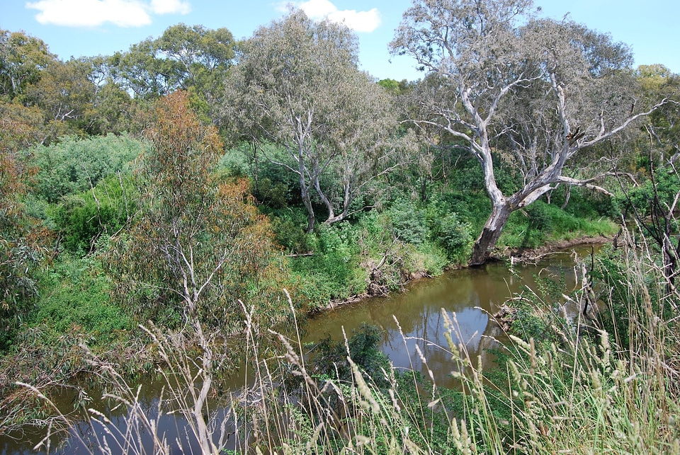 Forest stream scenic