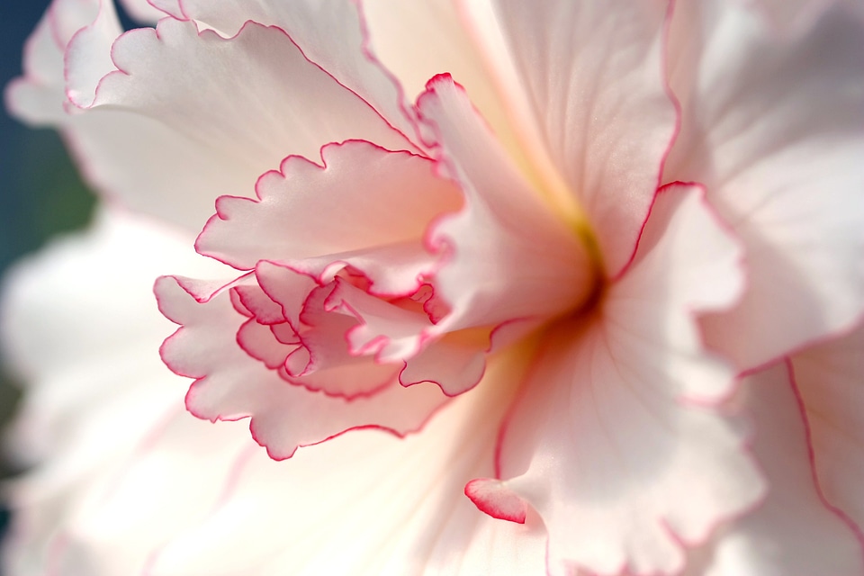 Petals stamens nature