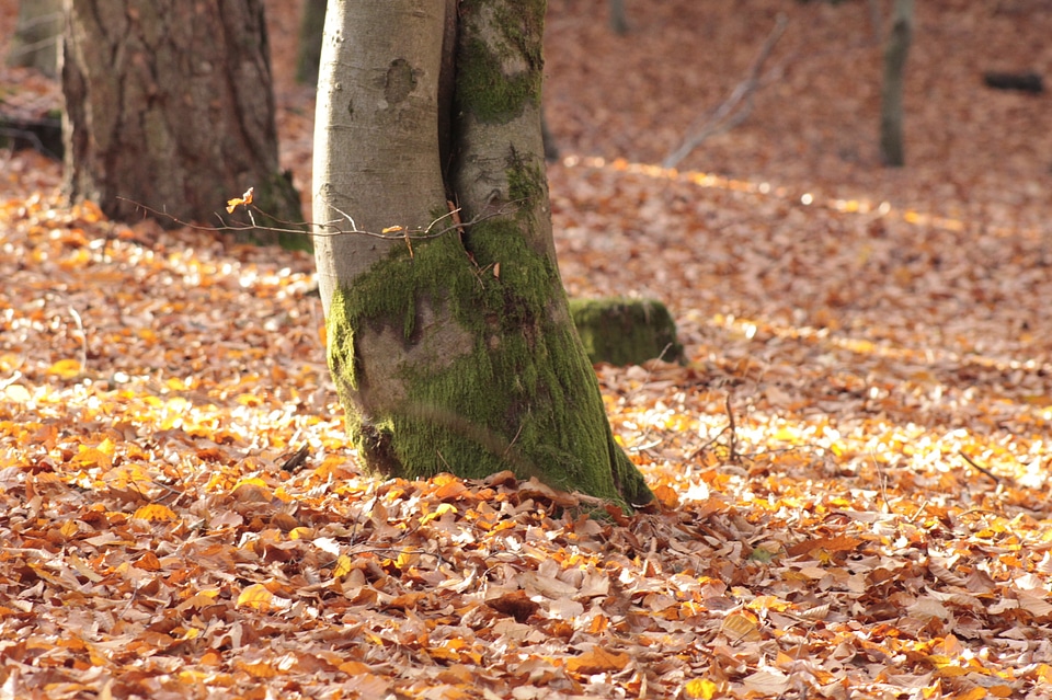 Forest floor autumn autumn colours
