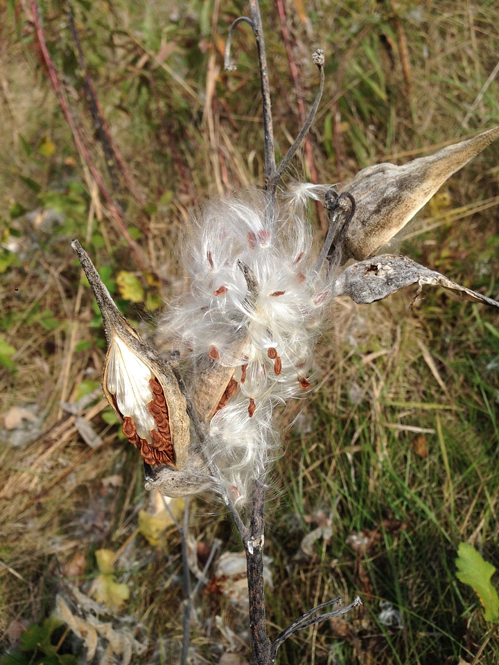 Milkweeds growing pods
