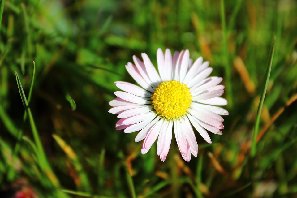 Flower flowers daisies