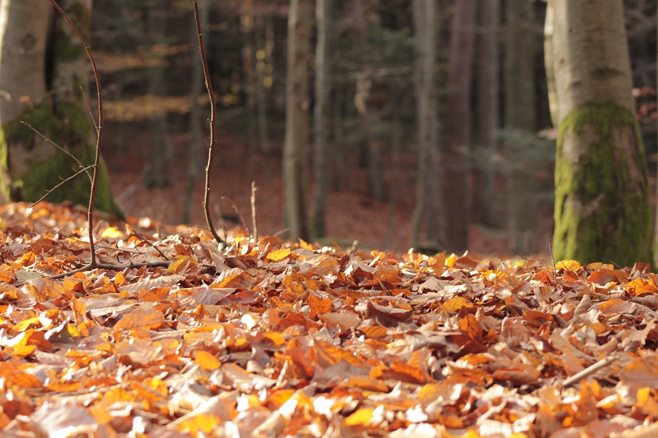 Leaves forest autumn
