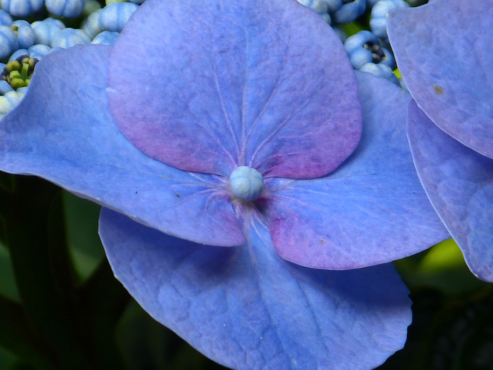 Bloom blue greenhouse hydrangea