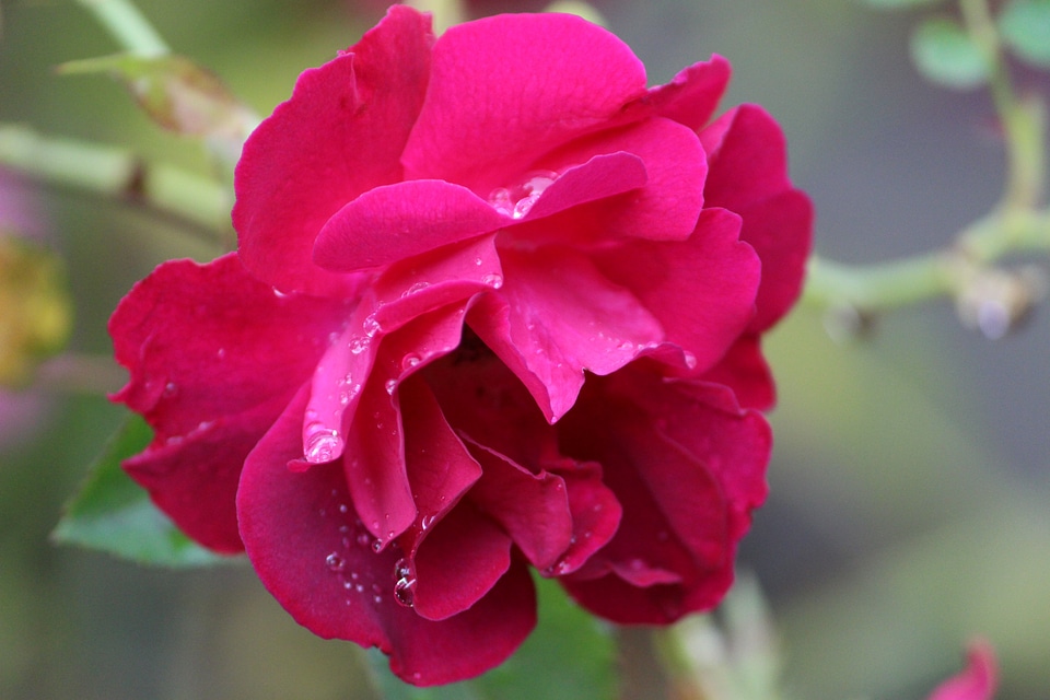 Natural blossom bloom