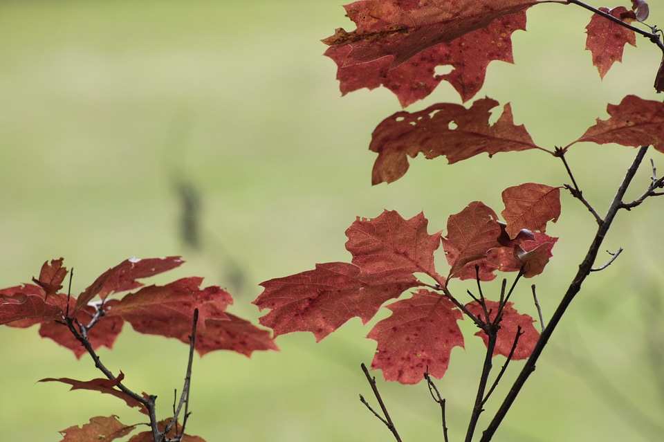 Leaves forest autumn