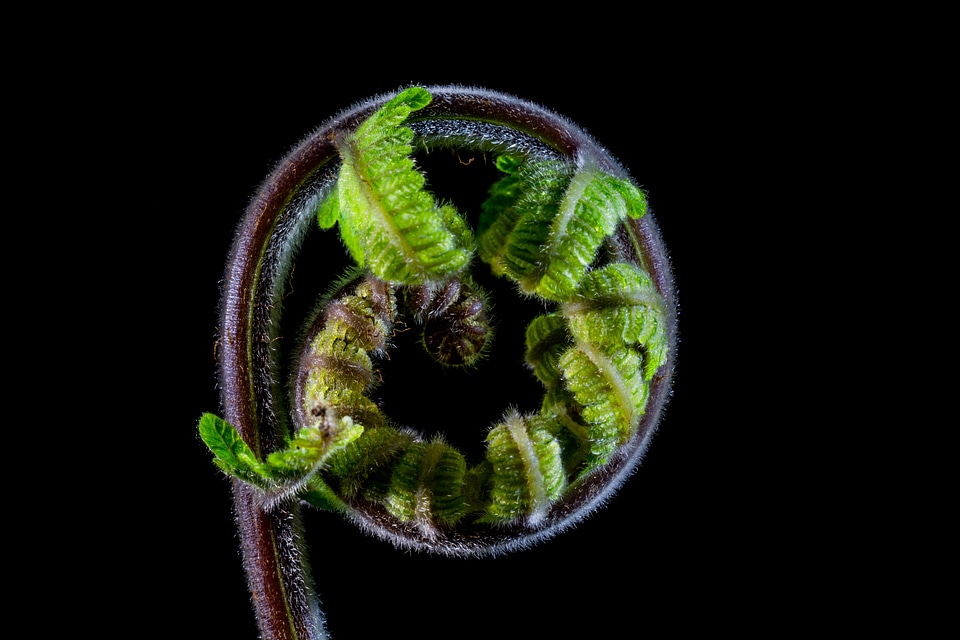 Fern young fern fresh shoots
