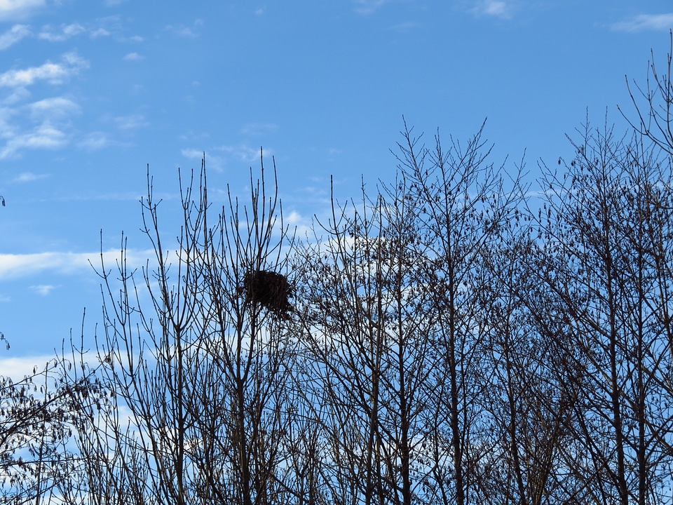 Tree hatchery bird breeding