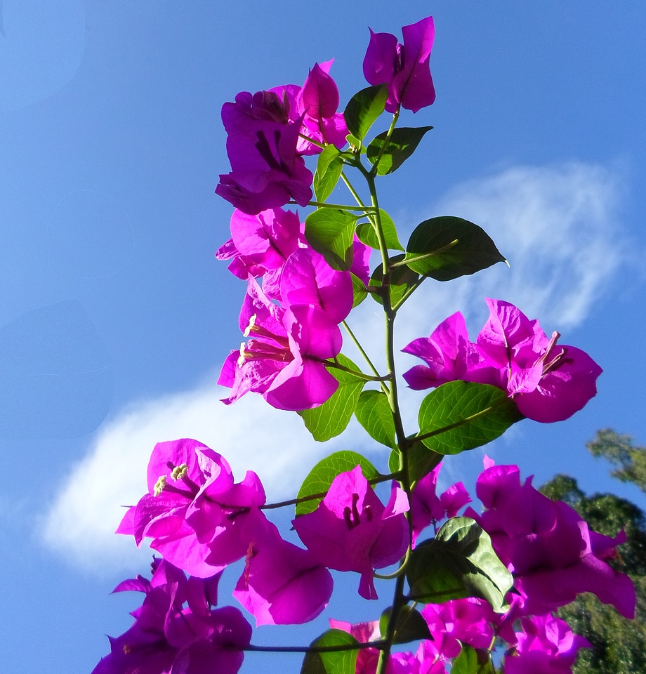 Plants natural blossom