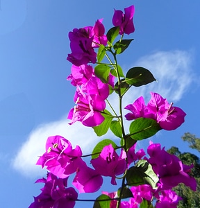 Plants natural blossom