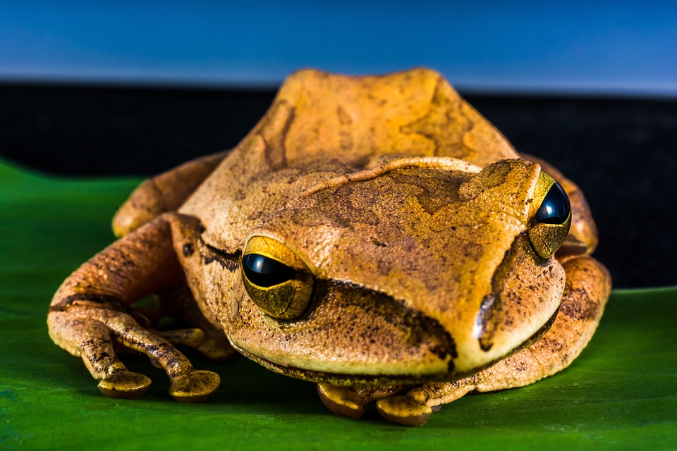 Anuran frog amphibians