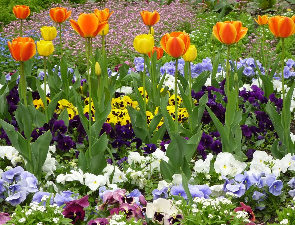 Flowers tulip pansy