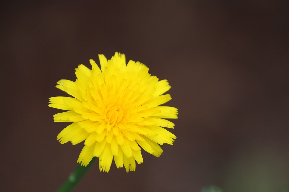 Natural blossom bloom