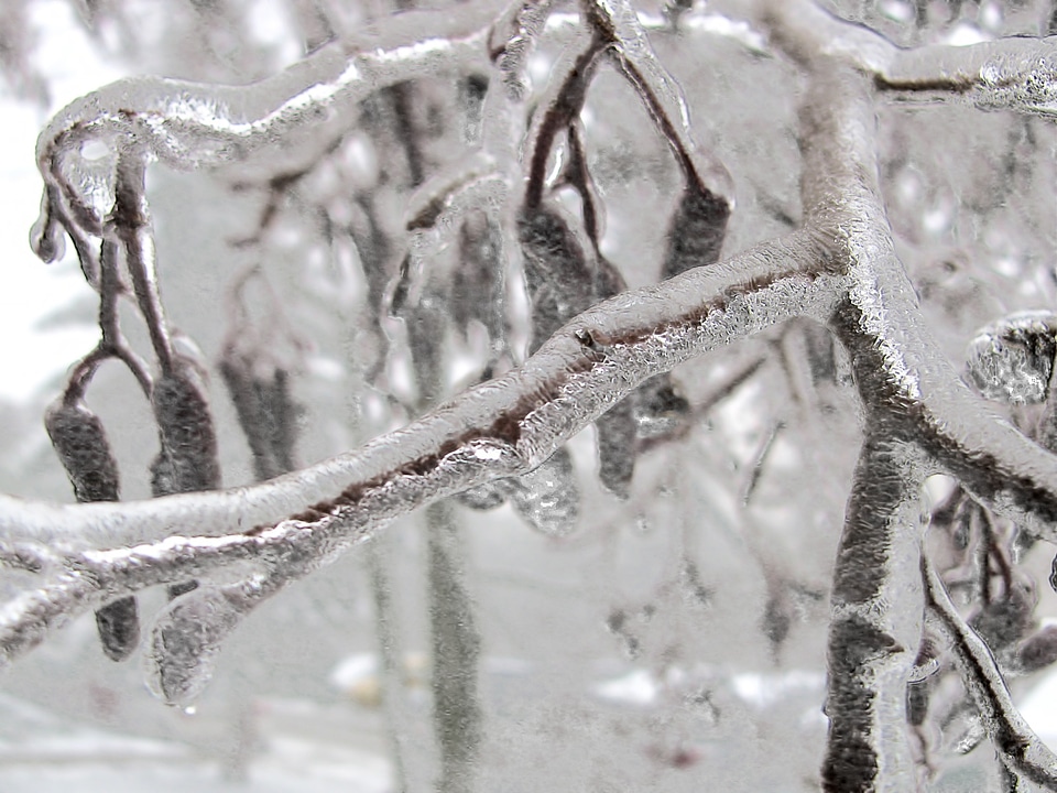 Bough ice frozen photo