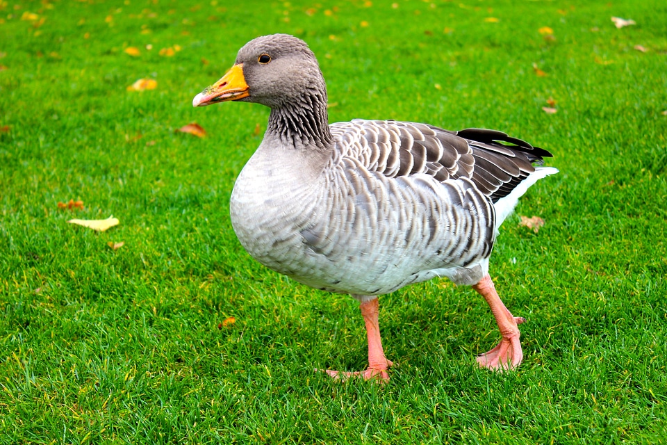 Duck wild bird water bird