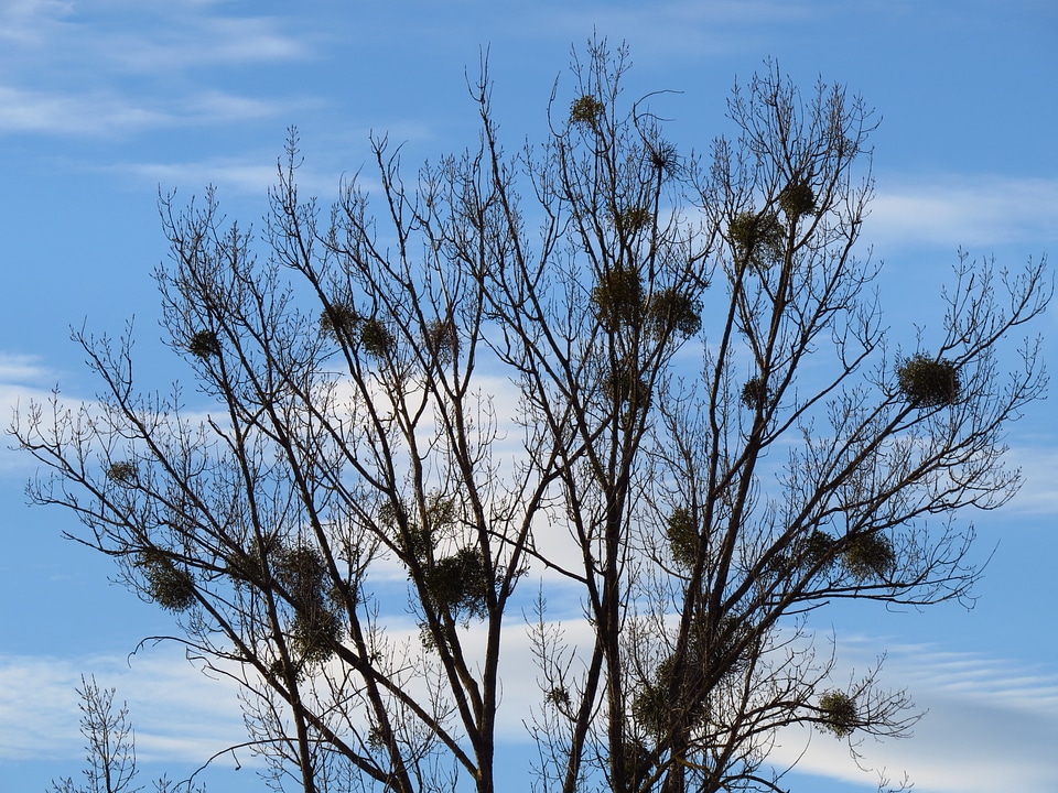 Silhouette black mistletoe