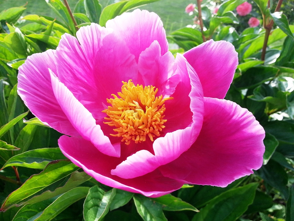 Pentecost pink yellow