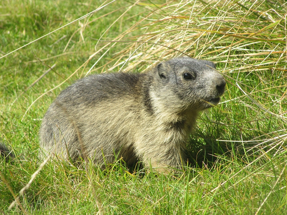 Animal marmota marmota alpine
