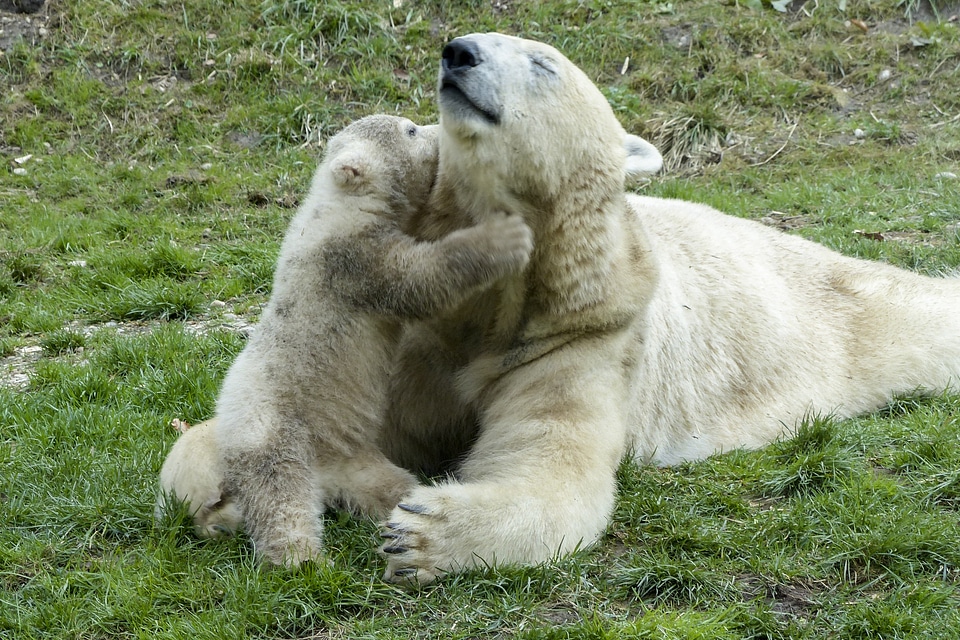 Animal mammal nature