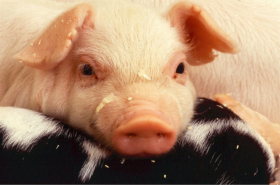 Farm agriculture swine