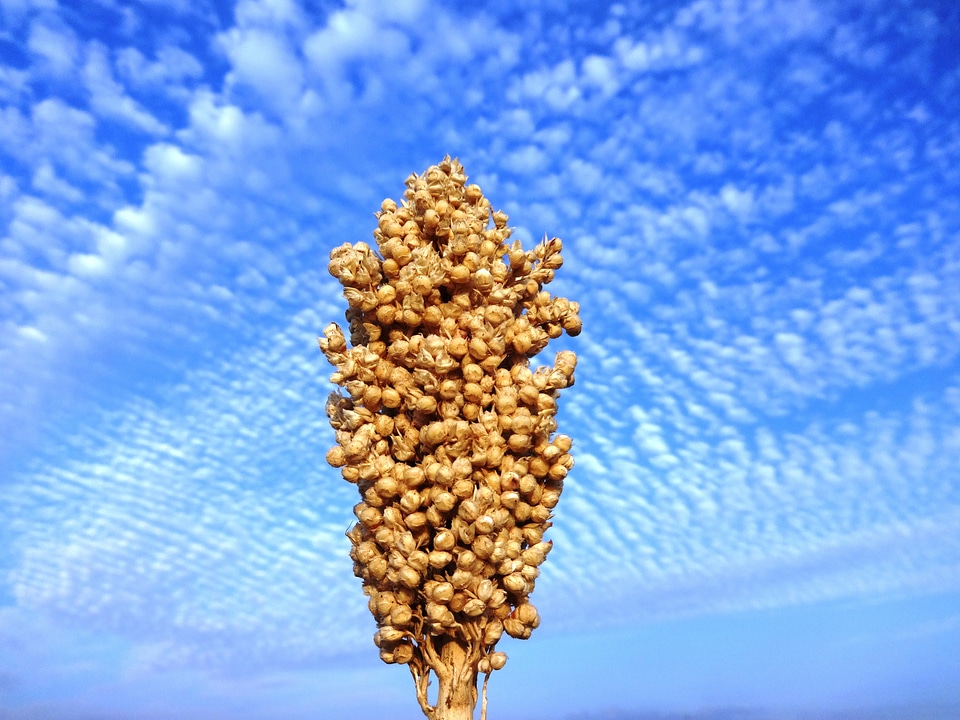 Blue sky plant natural