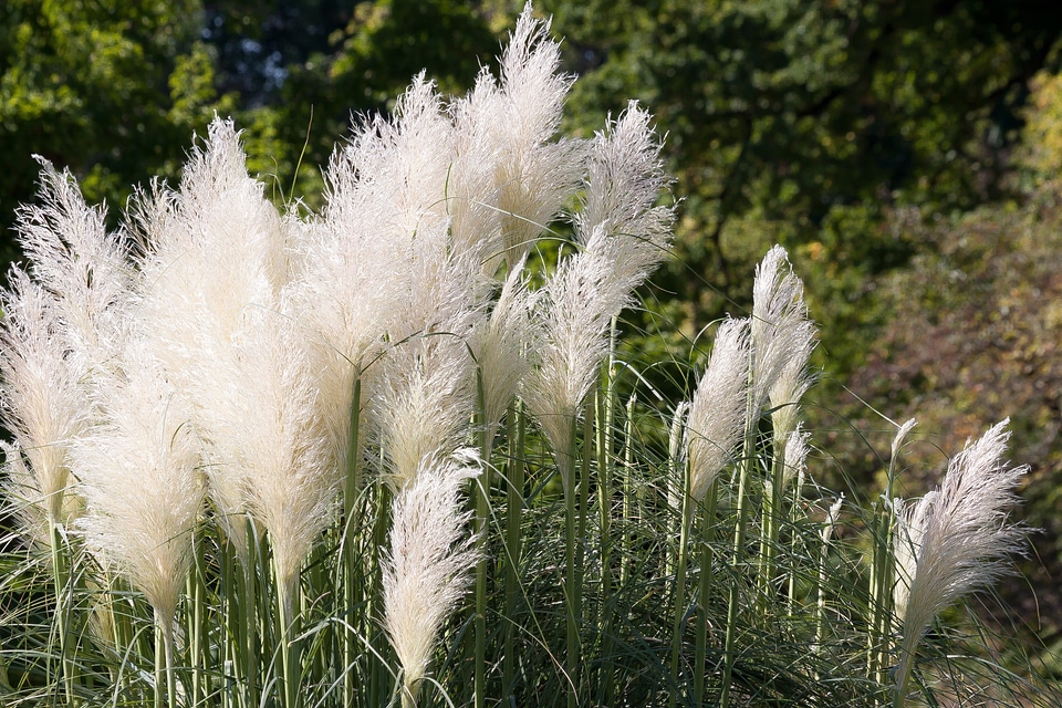 Nature garden ornamental plant