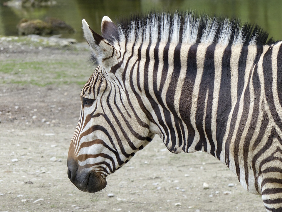 Mammal wildlife animal