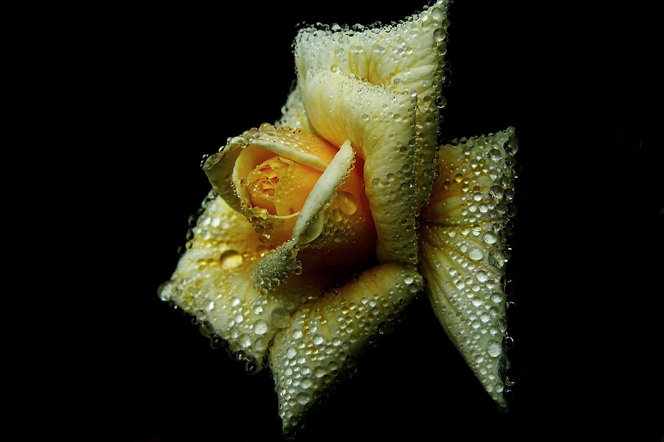 Bloom flower dewdrop