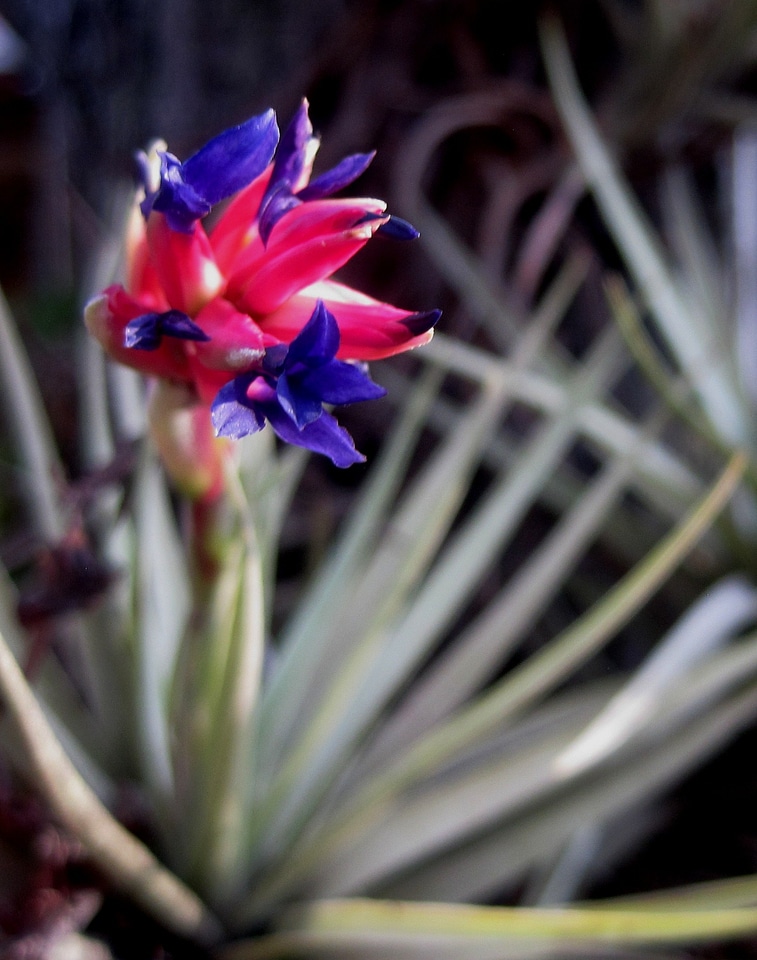 Bloom plant ecology