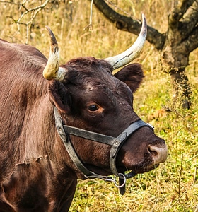 Bovine devon cattle cattle photo