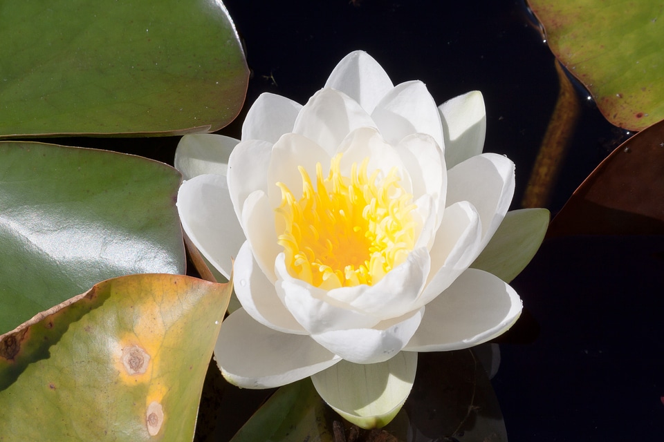 Aquatic plants gladstoniana petals