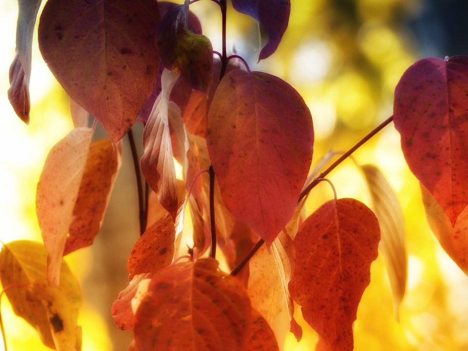 Laubwerk leaves nature