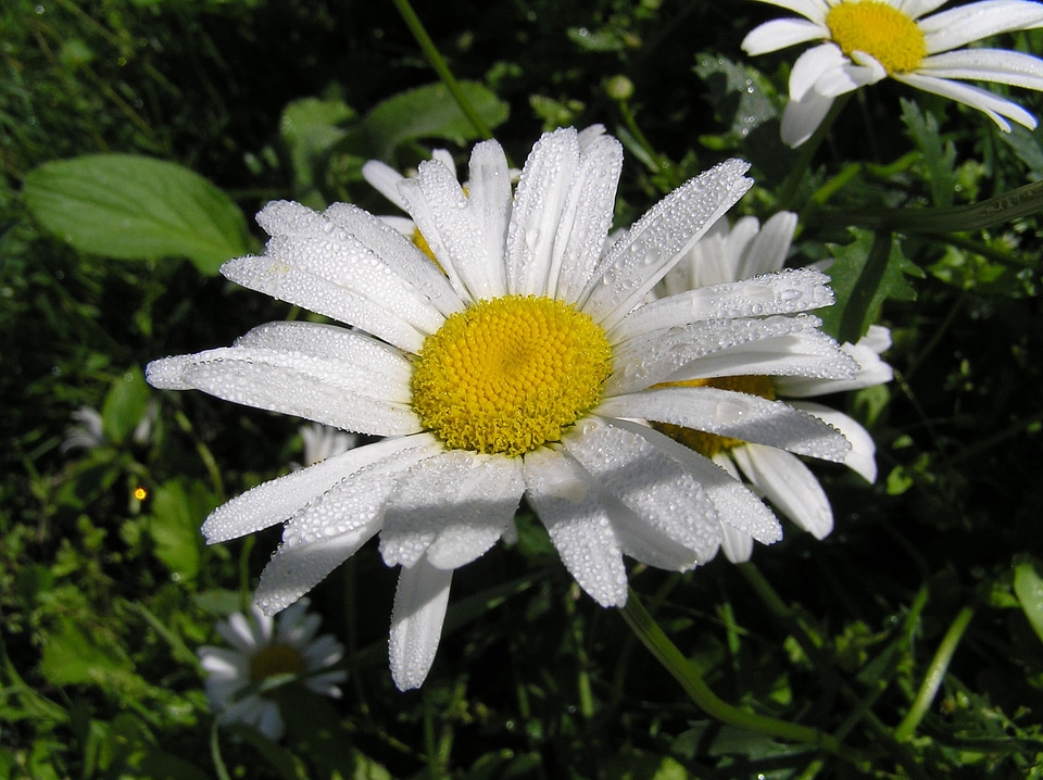 Flower fresh nature