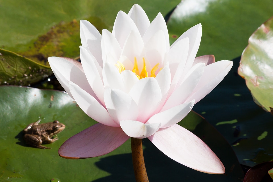 Lake rose aquatic plants meteor