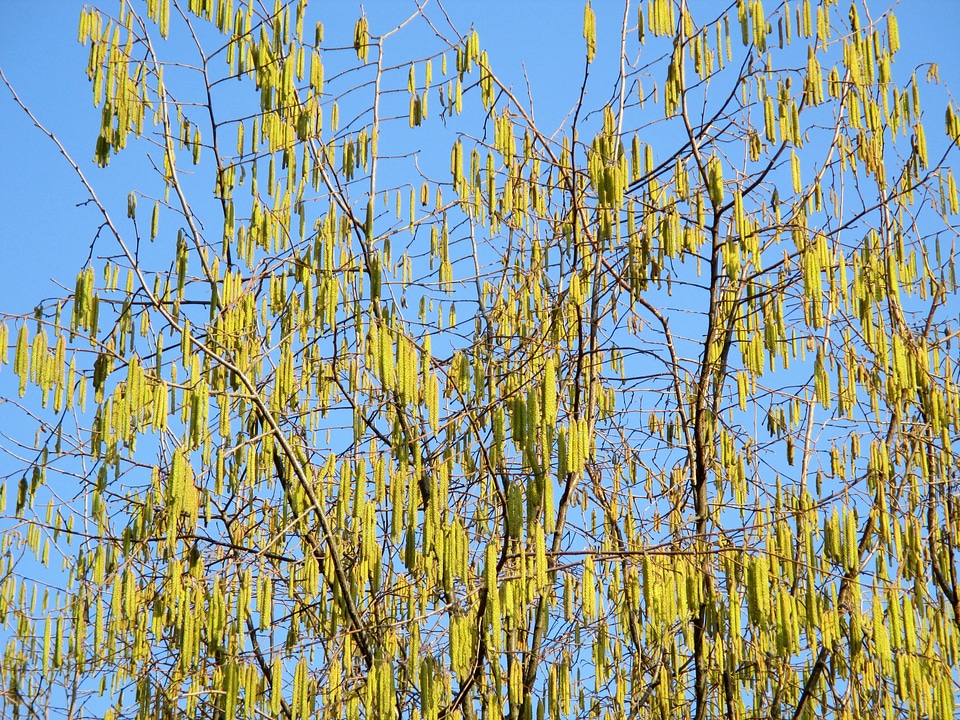 Birch greenhouse sausage pollen supplier