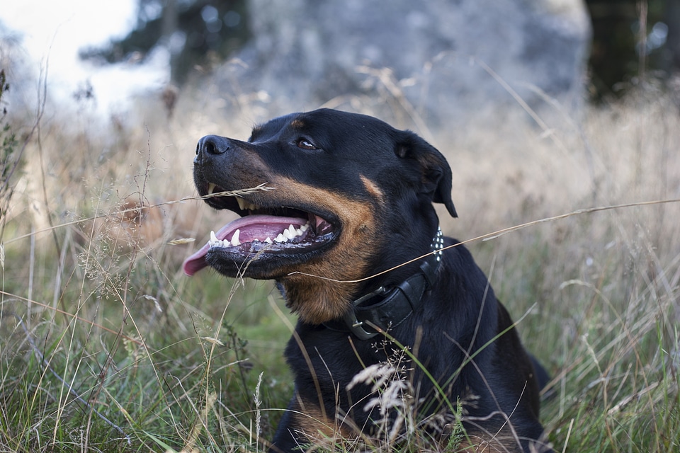 Dog rottweiler nature