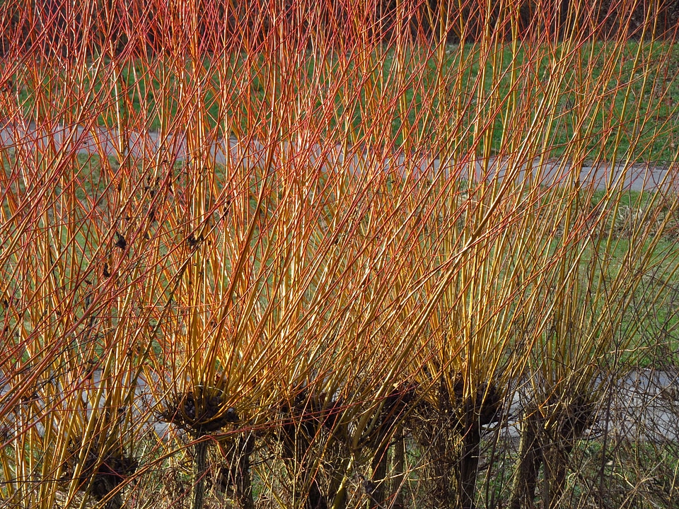 Pollarded willow branches basket willow