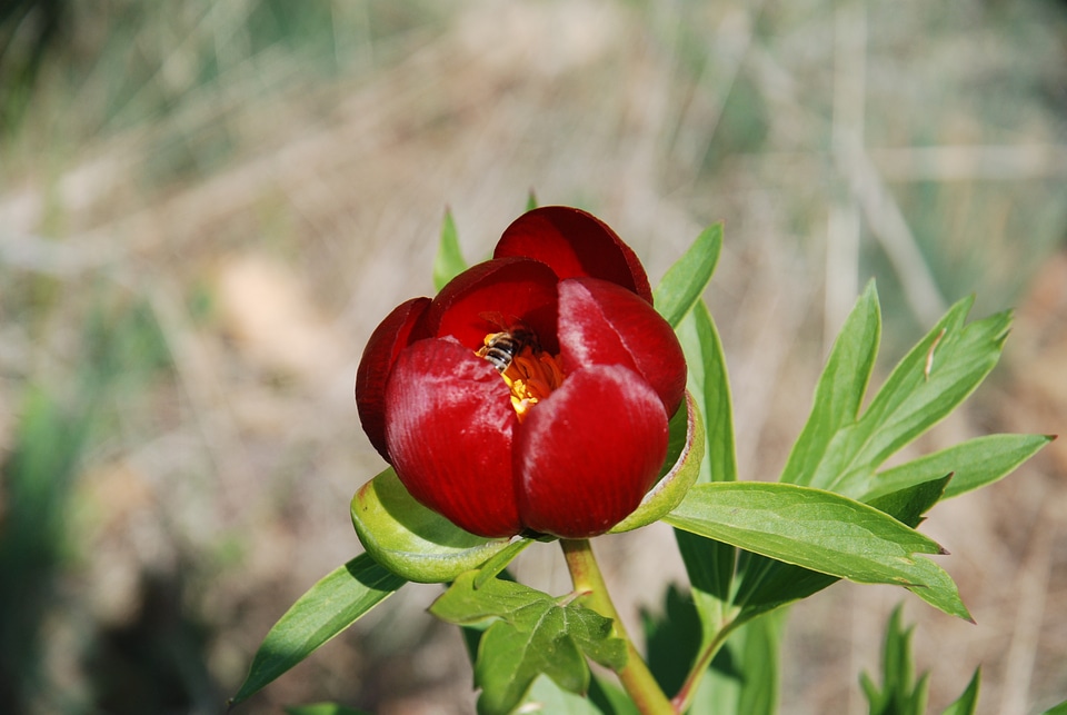 Insects pollen spring