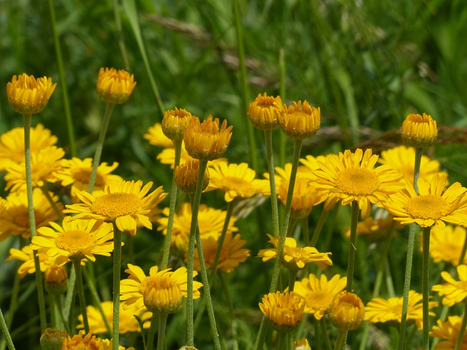 Wild plant anthemis tinctoria cota tinctoria