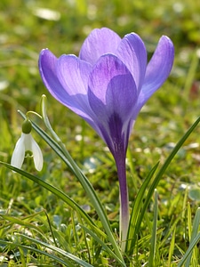 Blue bloom blossom photo