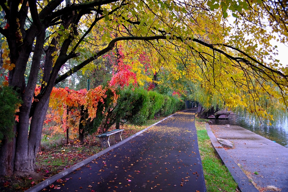 Road color autumn
