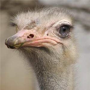 Beak neck flightless