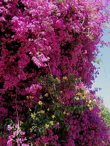 Pink bright yellow between