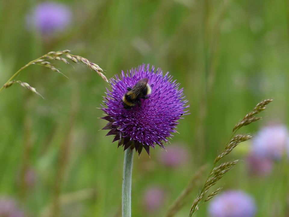 Thistle flower blossom