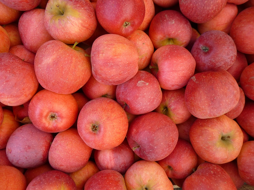 Apple fruit still life