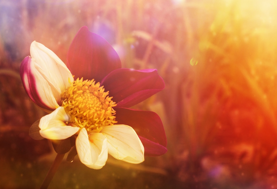 Flower fantasy summer