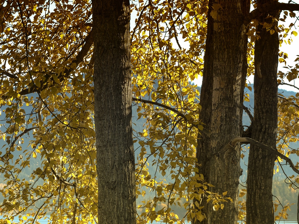 Foliage autumn fall