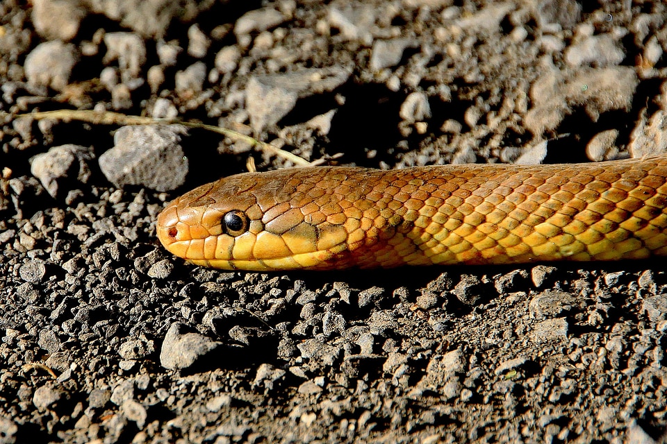 Non toxic snakes species
